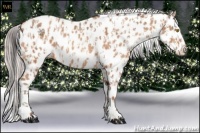 Horse Color:Amber Champagne Appaloosa and Silver Amber Champagne Appaloosa