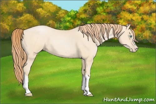 Horse Color:Buckskin Pearl Splash Frame 