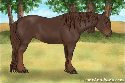 Horse Color:Gray Chestnut 