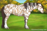 Horse Color:Sable Champagne Leopard  and Amber Champagne Leopard 