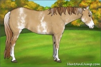 Horse Color:White Spotted Red Dun 
