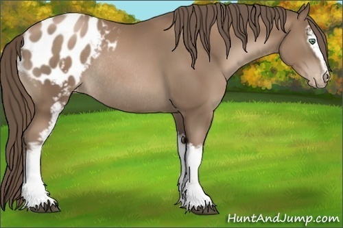 Horse Color:White Spotted Black Pearl Sabino Blanket Rabicano