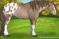 Horse Color:White Spotted Black Pearl Sabino Blanket Rabicano