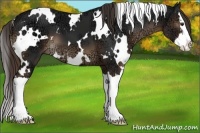 Horse Color:White Spotted Liver Chestnut Ice Sabino Splash 