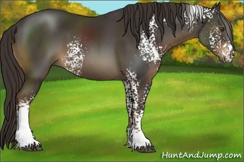 Horse Color:White Spotted Liver Chestnut Sabino