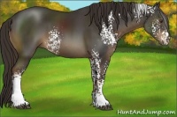 Horse Color:White Spotted Liver Chestnut Sabino 