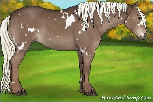 Horse Color:White Spotted Liver Chestnut 