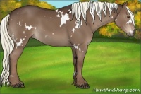 Horse Color:White Spotted Liver Chestnut 