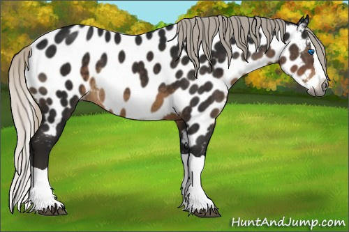 Horse Color:Gray Silver Smoky Black Splash Appaloosa 