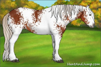 Horse Color:Gray White Spotted Silver Bay Splash