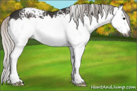 Horse Color:Gray White Spotted Silver Black Splash