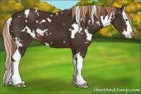 Horse Color:White Spotted Liver Chestnut Splash