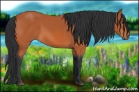 Horse Color:Bay Rabicano