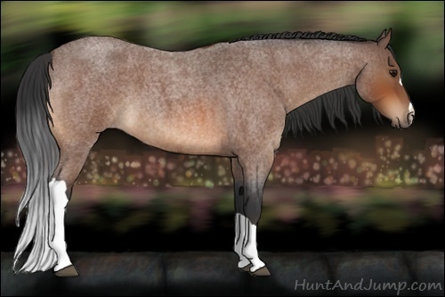 Horse Color:Bay Roan