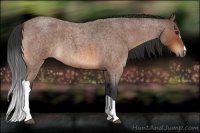 Horse Color:Bay Roan