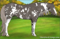 Horse Color:White Spotted Silver Black 
