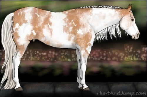 Horse Color:White Spotted Silver Bay Rabicano 