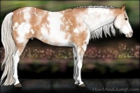 Horse Color:White Spotted Silver Bay Rabicano 