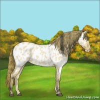 Horse Color:Buckskin Dun Near Leopard 