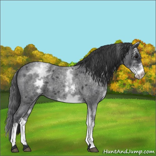 Horse Color:White Spotted Blue Roan 
