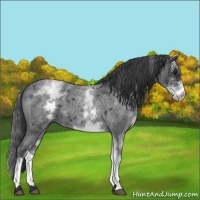 Horse Color:White Spotted Blue Roan 