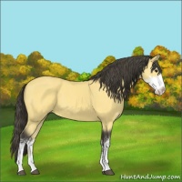 Horse Color:Buckskin Sabino 