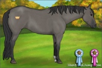 Horse Color:Grullo Roan 