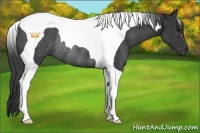 Horse Color:Black Tobiano Rabicano