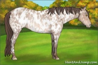 Horse Color:Amber Champagne Appaloosa and Amber Champagne Appaloosa