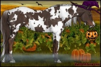 Horse Color:White Spotted Liver Chestnut 