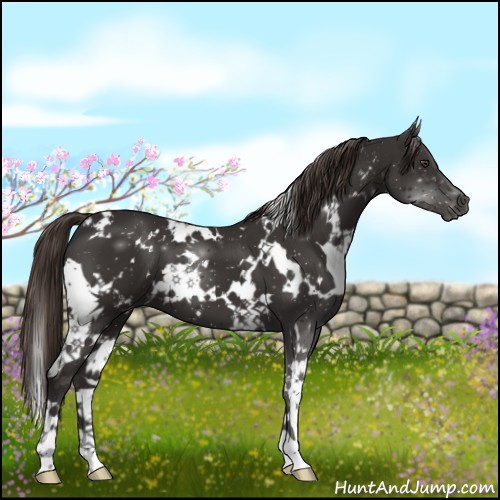 Horse Color:White Spotted Liver Chestnut