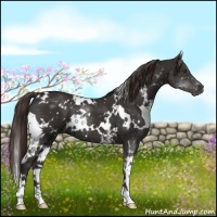 Horse Color:White Spotted Liver Chestnut 