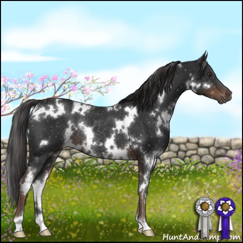 Horse Color:White Spotted Liver Chestnut Rabicano 