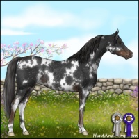 Horse Color:White Spotted Liver Chestnut Rabicano 