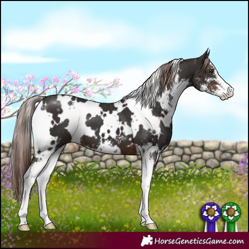 Horse Color:White Spotted Liver Chestnut Sabino 