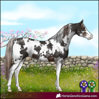 Horse Color:White Spotted Liver Chestnut Sabino 