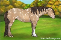Horse Color:Amber Champagne Appaloosa and Amber Champagne