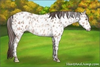 Horse Color:Amber Champagne Appaloosa  and Amber Champagne Appaloosa 