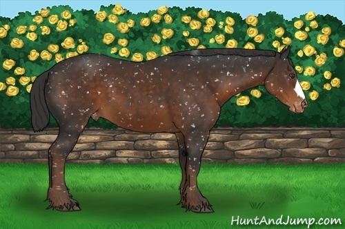 Horse Color:Liver Chestnut Snowflake Varnish