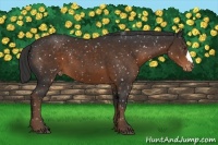 Horse Color:Liver Chestnut Snowflake Varnish