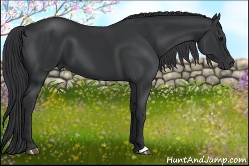 Horse Color:Black 