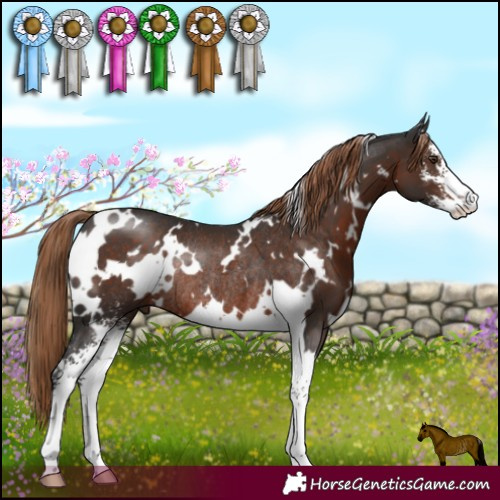 Horse Color:White Spotted Liver Chestnut Sabino Rabicano 