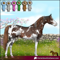 Horse Color:White Spotted Liver Chestnut Sabino Rabicano