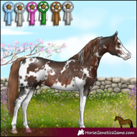 Horse Color:White Spotted Liver Chestnut Sabino Rabicano