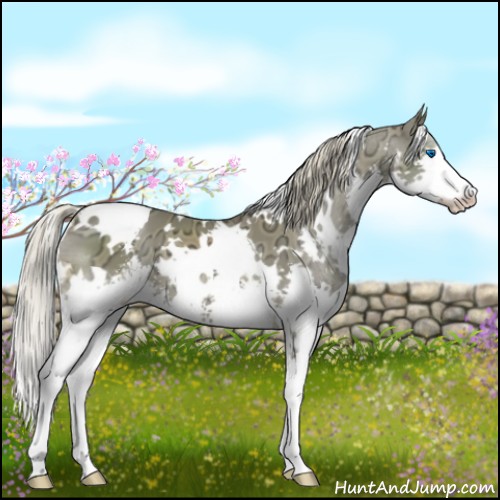Horse Color:White Spotted Chocolate Palomino Ice Sabino Splash 