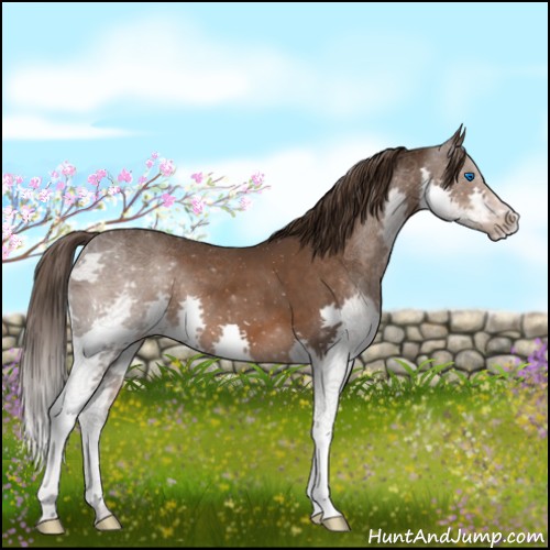 Horse Color:Liver Chestnut Splash 