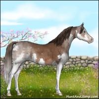 Horse Color:Liver Chestnut Splash 