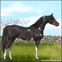 Horse Color:White Spotted Liver Chestnut Tobiano 
