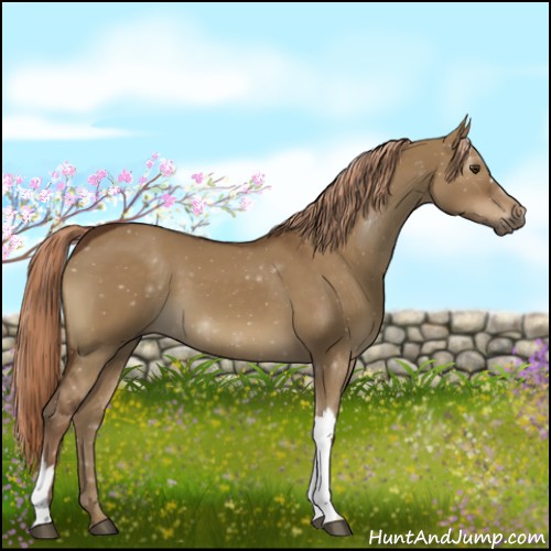 Horse Color:Liver Red Dun 