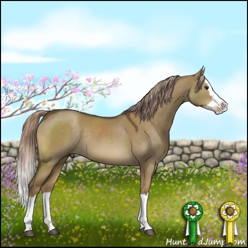 Horse Color:Chocolate Palomino Dun Sabino Splash 